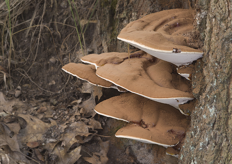 Ganoderma resinaceum